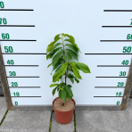 Asimina trojlaločná - Banán severu PAW PAW (Asimina triloba) - výška 40-60 cm, kont. C3L